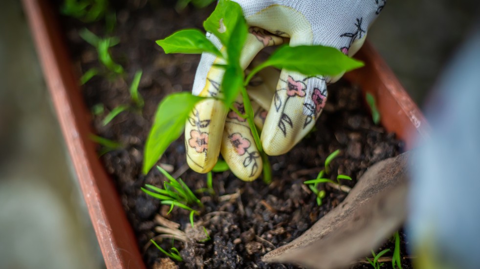 Planting carrots